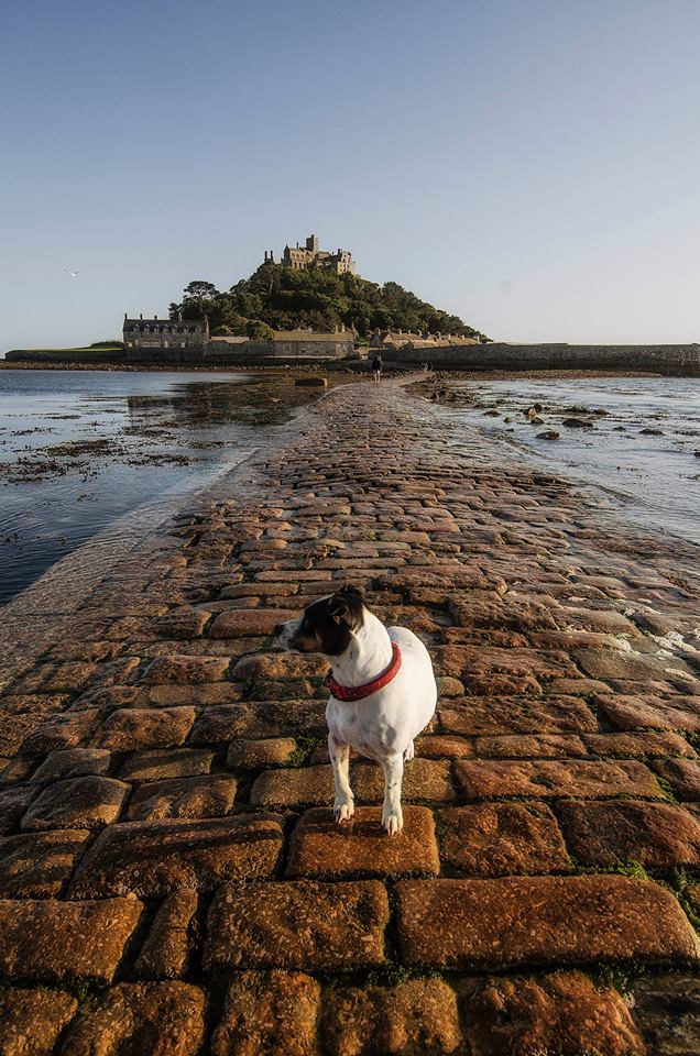 Voting opens for the Top Dog walk in the West competition The Devon Daily